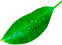 sheet