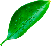 sheet