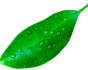 sheet